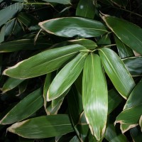 Broad-leaved Bamboo